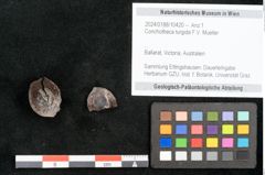 Foto (Objekt + Etikett) von Conchotheca turgida F.V. Mueller (NHMW-GEO-2024-0188-10420)